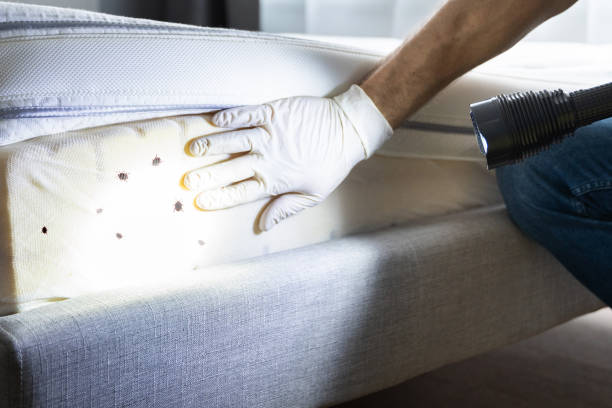 Best Emergency Pest Control  in Chatmoss, VA