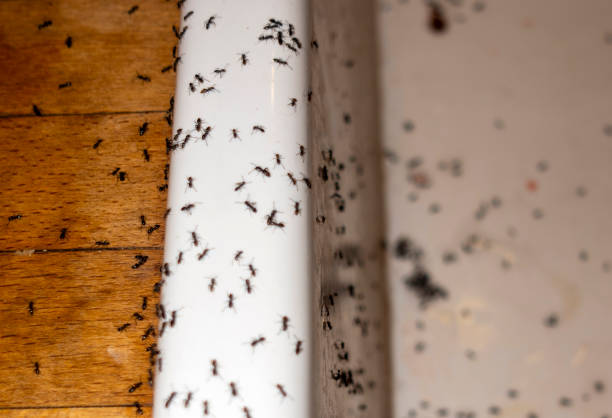 Pest Control Cost in Chatmoss, VA